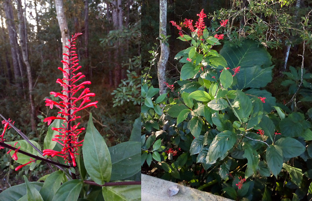 [Two photos spliced together. On the left is a close view of the very top of the plant. The red blooms are at the outer ends of the plant with the large leaves close to the center. The firespike is as its name would suggest a spike from which thin-tubed red flowers emanate. As the spike grows, the blooms at the bottom are the longest and most open while the ones at the top are the shortest which creates a red triangle shape for the spike of flowers. The image on the right is the entire plant which is about five foot tall and has at least ten spikes of flowers. The spikes are mostly located at the top, but there are also some at the outer edges of the sides.]